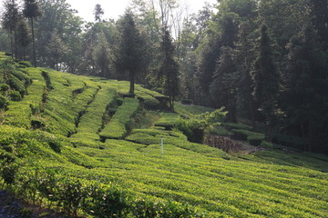 高山茶园