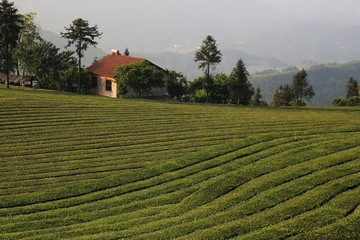 高山茶园