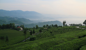 茶园早晨