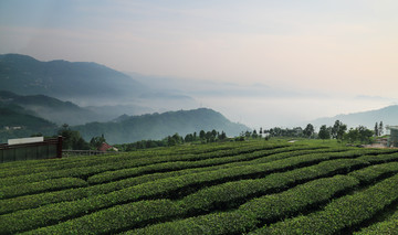 茶园早晨