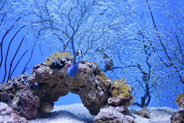 海底 鱼群 潜水 珊瑚