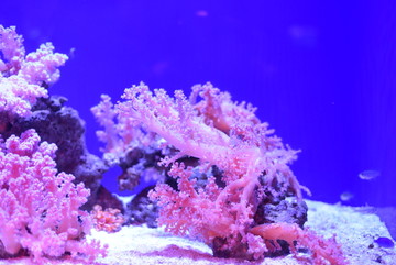 海底生物 深海植物 珊瑚珠
