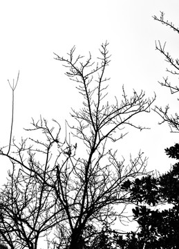 枯树树枝 自然树木