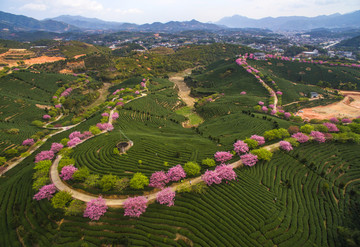 永福樱花