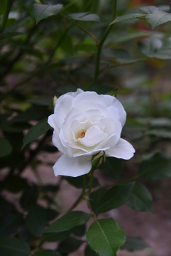一枝白花