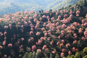 无量山樱花