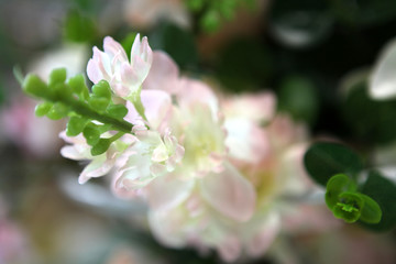 花卉 绢花 花墙 花朵