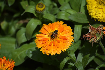 蜜蜂采蜜