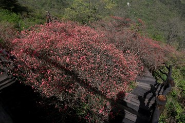 龟峰山杜鹃花