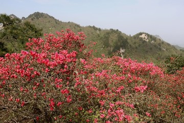 龟峰山杜鹃