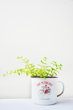 茶缸小植物
