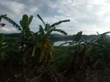 乡村河畔风景 非高清