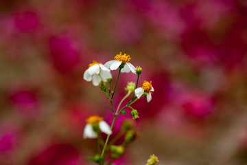 花卉背景素材