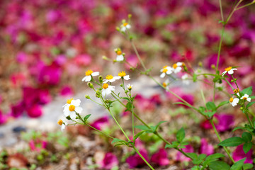 花卉背景素材