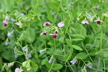 豌豆花