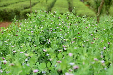 豌豆花