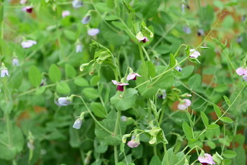 豌豆花