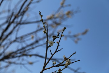 广州香雪公园梅花