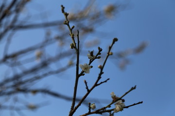 广州香雪公园梅花