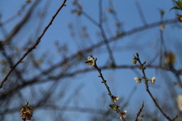 广州香雪公园梅花