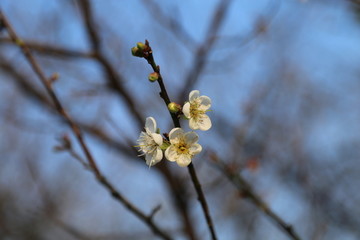 广州香雪公园梅花