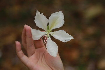 紫荆花