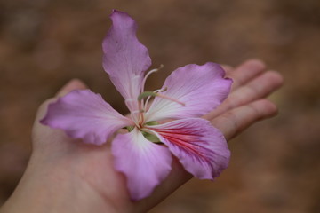 紫荆花