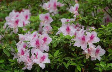 杜鹃花 映山红