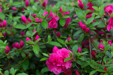 杜鹃花 映山红