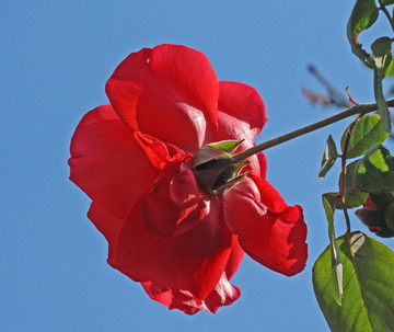 一枝花