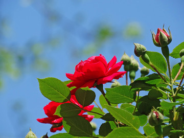 蔷薇花背景