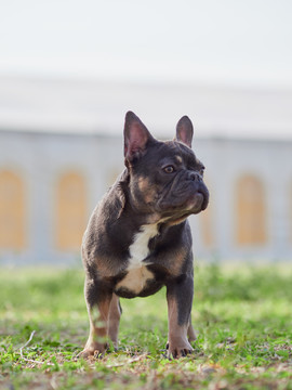 法国斗牛犬