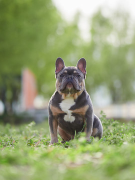 法国斗牛犬