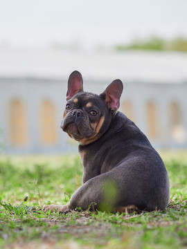 法国斗牛犬