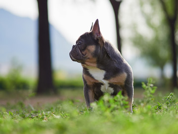 法国斗牛犬