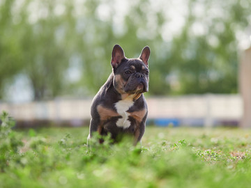 法国斗牛犬