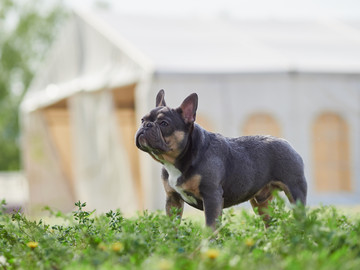 法国斗牛犬