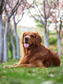 金毛巡回猎犬