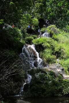 雨林