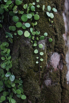 树纹 青苔树纹