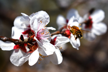 蜜蜂和杏花