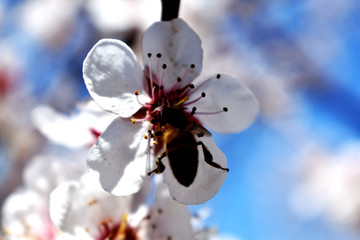 蜜蜂和杏花