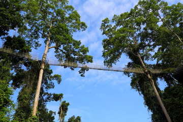 西双版纳望天树景区