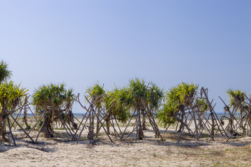 露兜树海边灌木