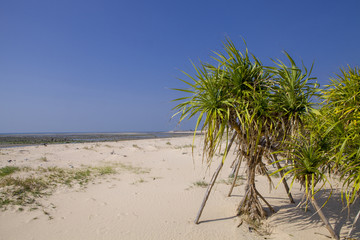 露兜树海边灌木