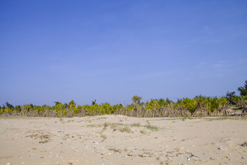 露兜树海边灌木