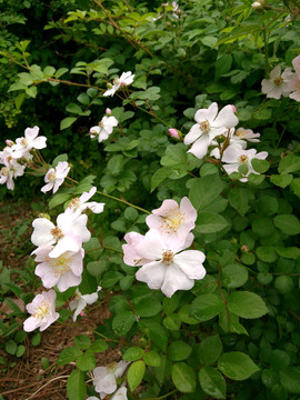 绽放的花朵