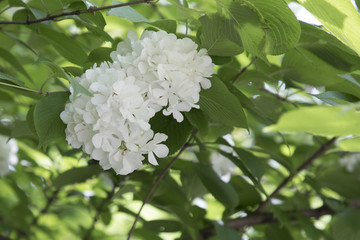 八仙花 绣球花 紫阳花