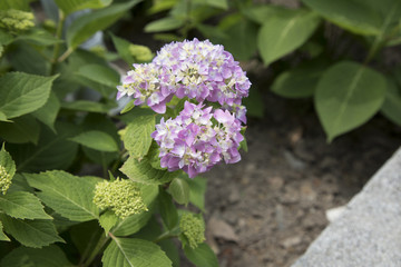 八仙花 绣球花 紫阳花