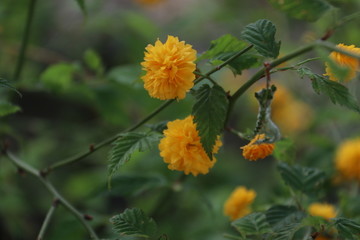 黄色花树